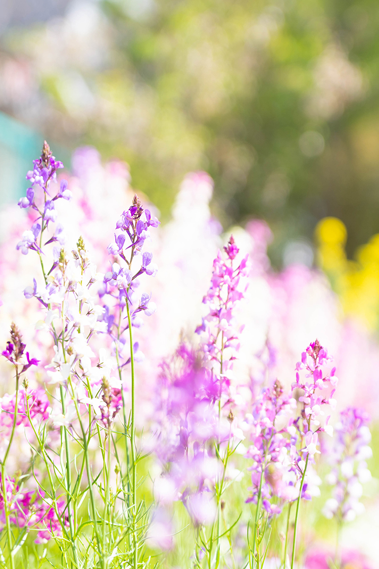 purple flower